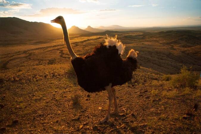 Ostrich Hunting Trips In Africa