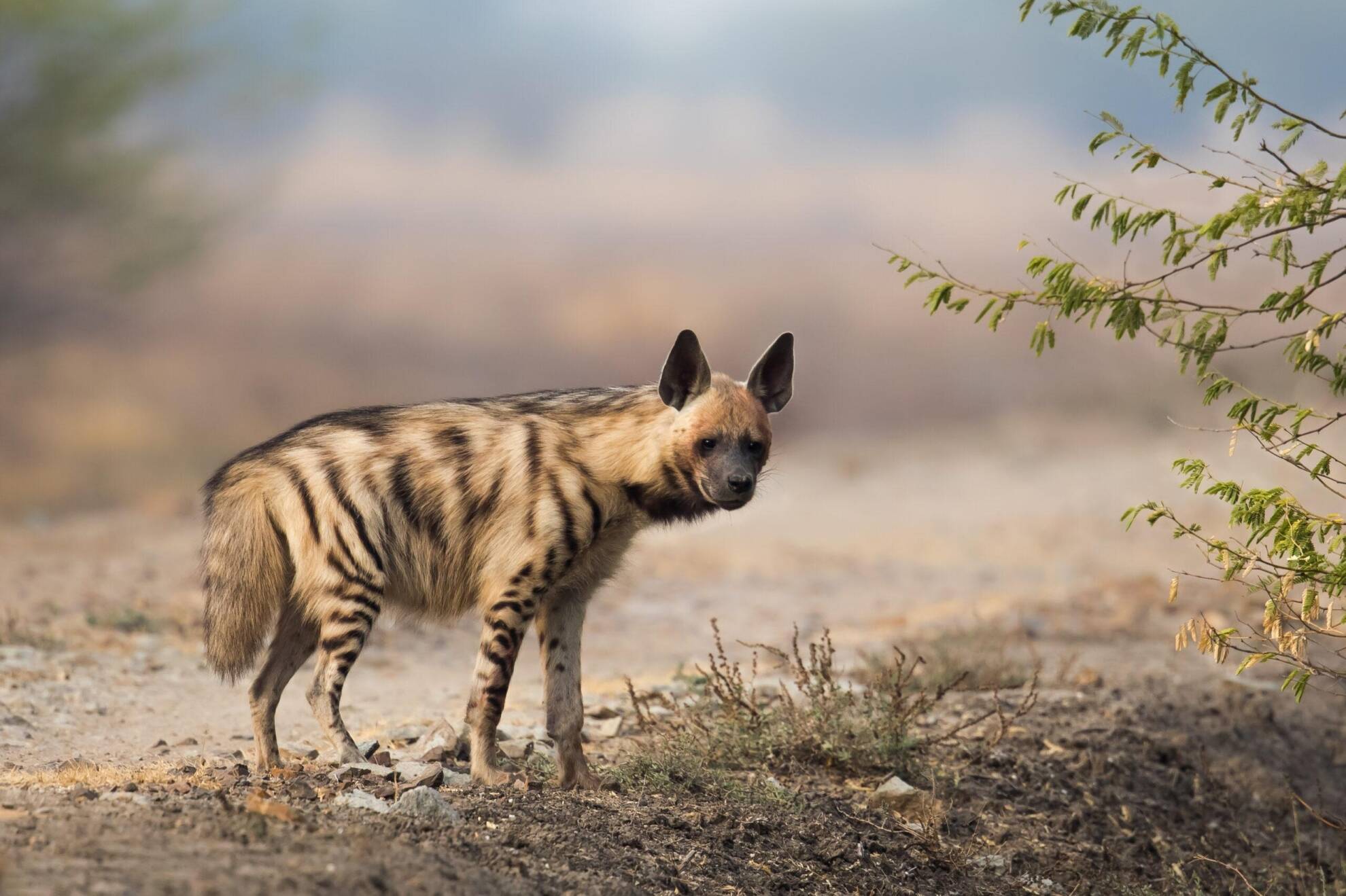 Hunting The Striped Hyena In Africa