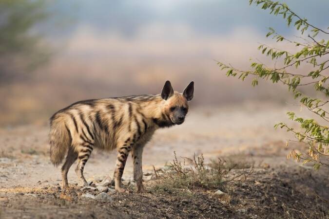 Hunting The Striped Hyena In Africa