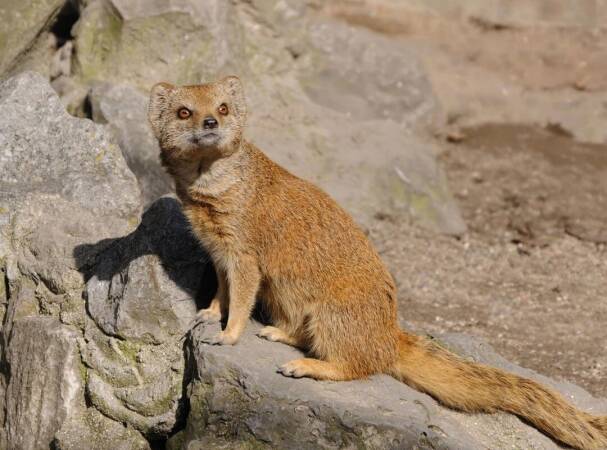 Yellow Mongoose Game Hunting Adventures