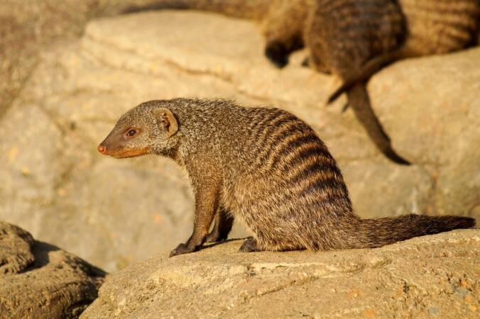 Game Hunting Adventures: The Banded Mongoose