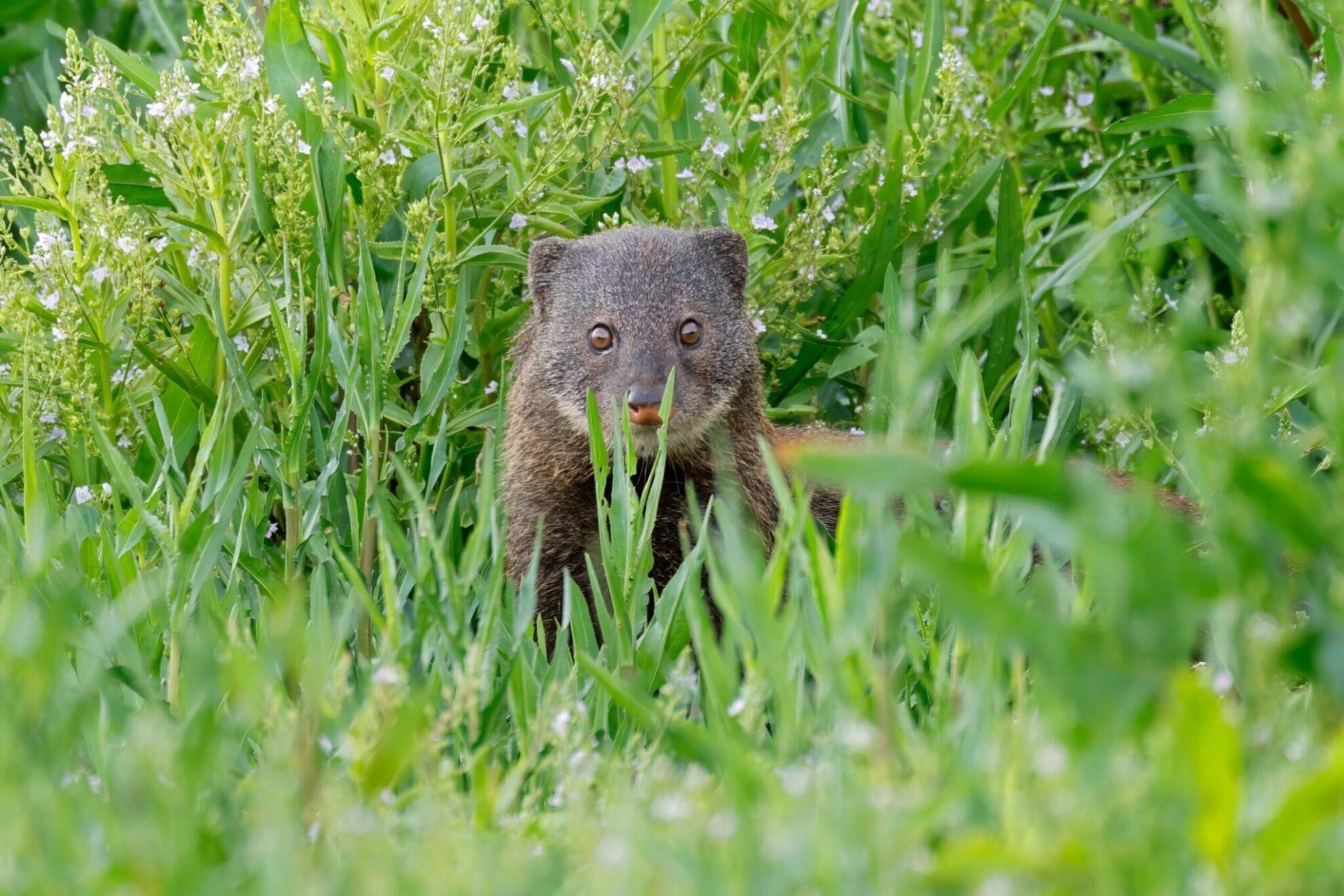 Water Mongoose Hunting In Africa