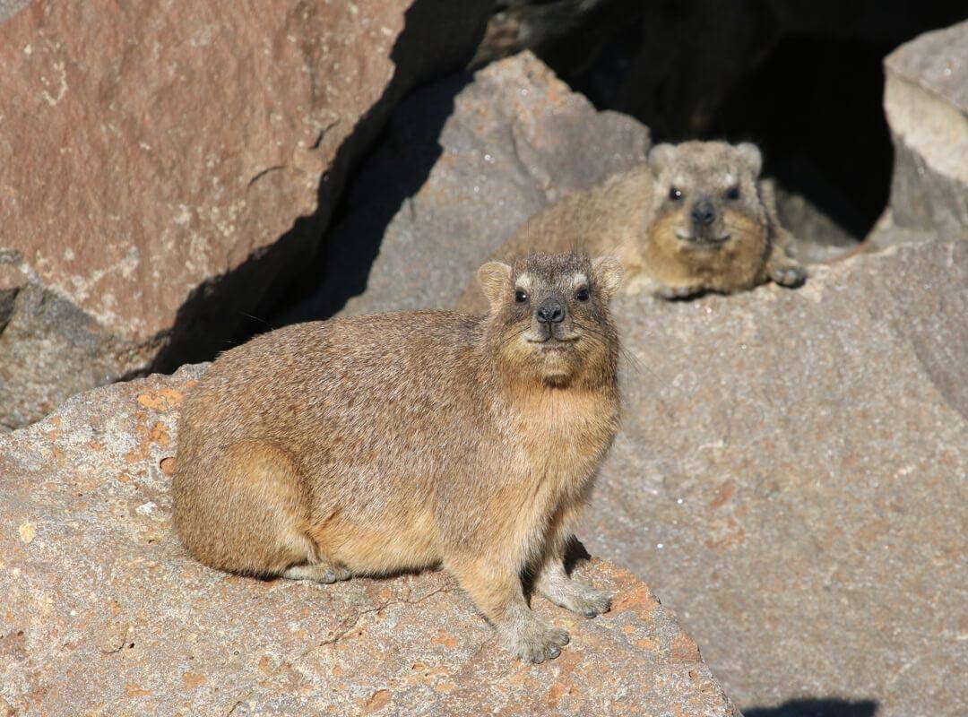 Rock Hyrax Hunting In Africa