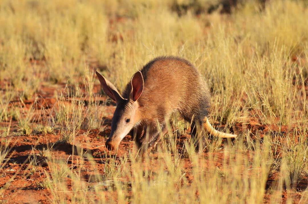 Aardvark Hunting Safaris In Africa
