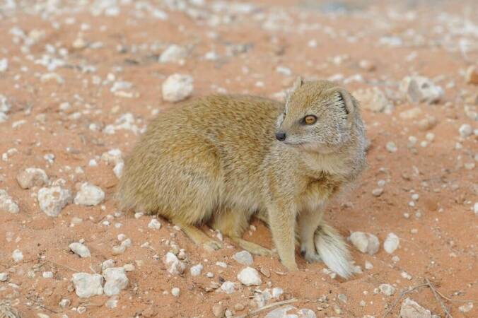 Targeting Selous’s Mongoose When Hunting