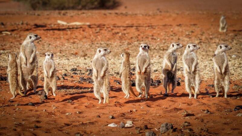 Meerkat Hunting In The Wild