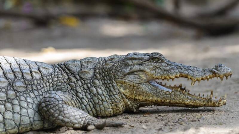 West African Crocodile Hunting Safaris