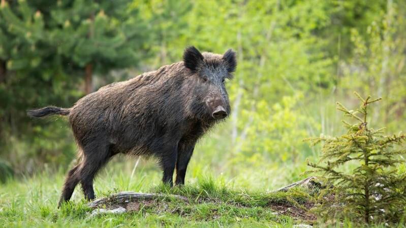 Hunting The Eurasian Wild Pig