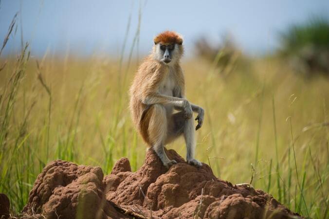 Hunting The Patas Monkey