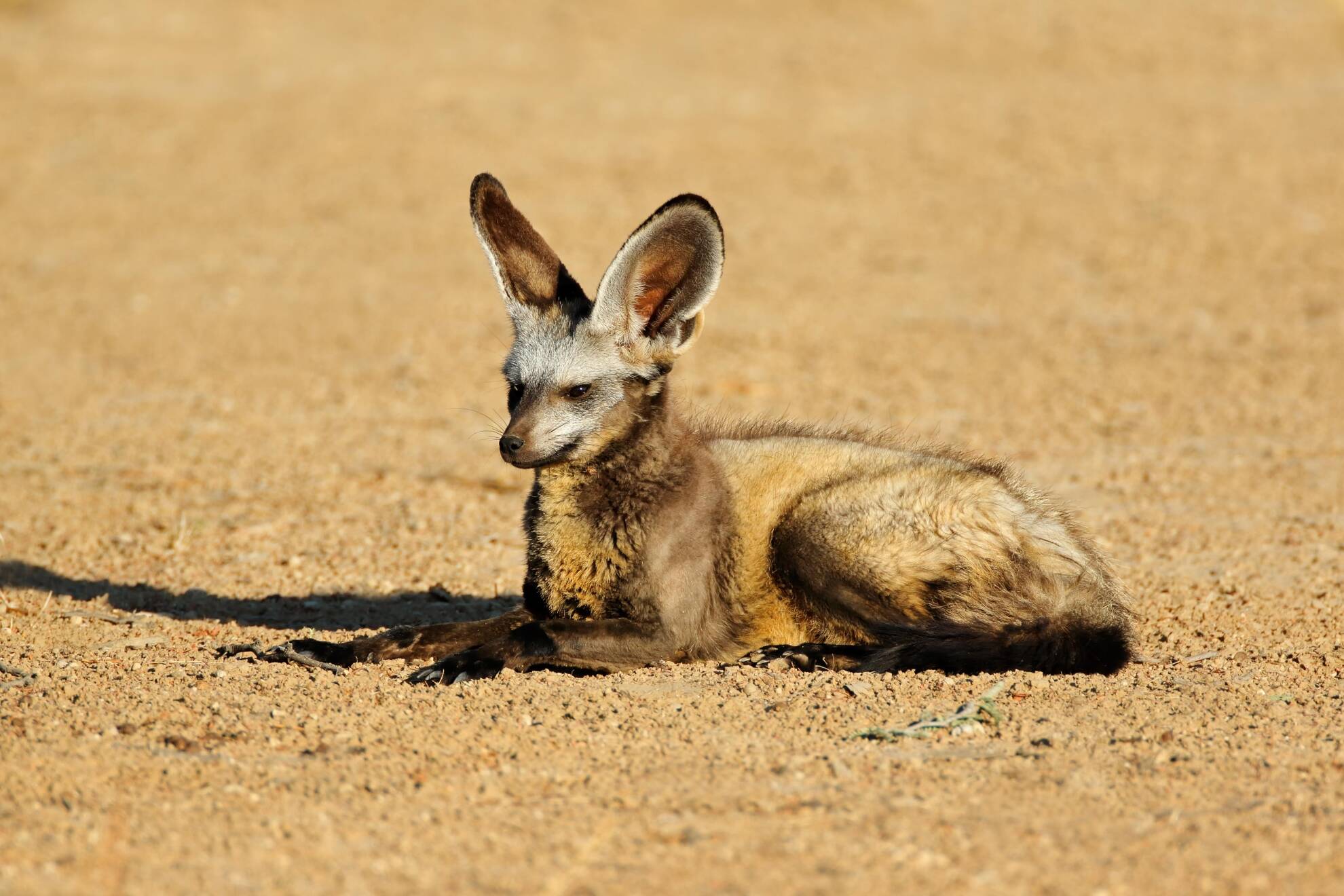 Bat-Eared Fox Hunting in Africa