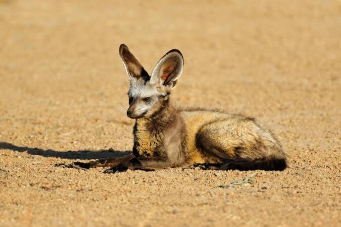 Bat-Eared Fox Hunting in Africa