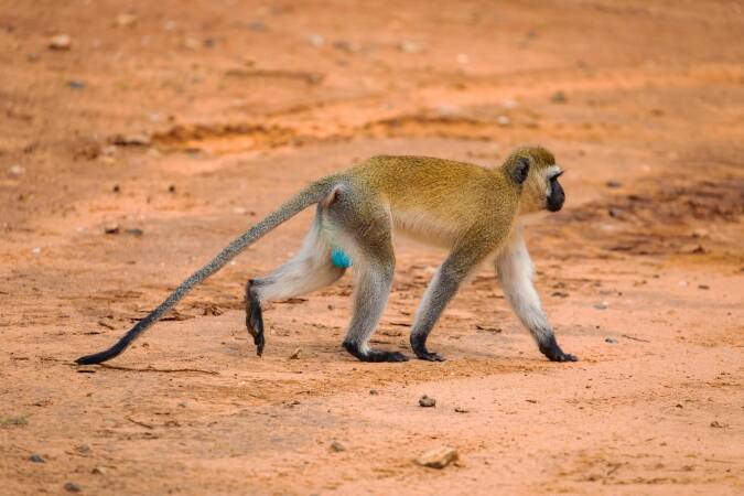 Grivet Monkey Hunting In Ethiopia