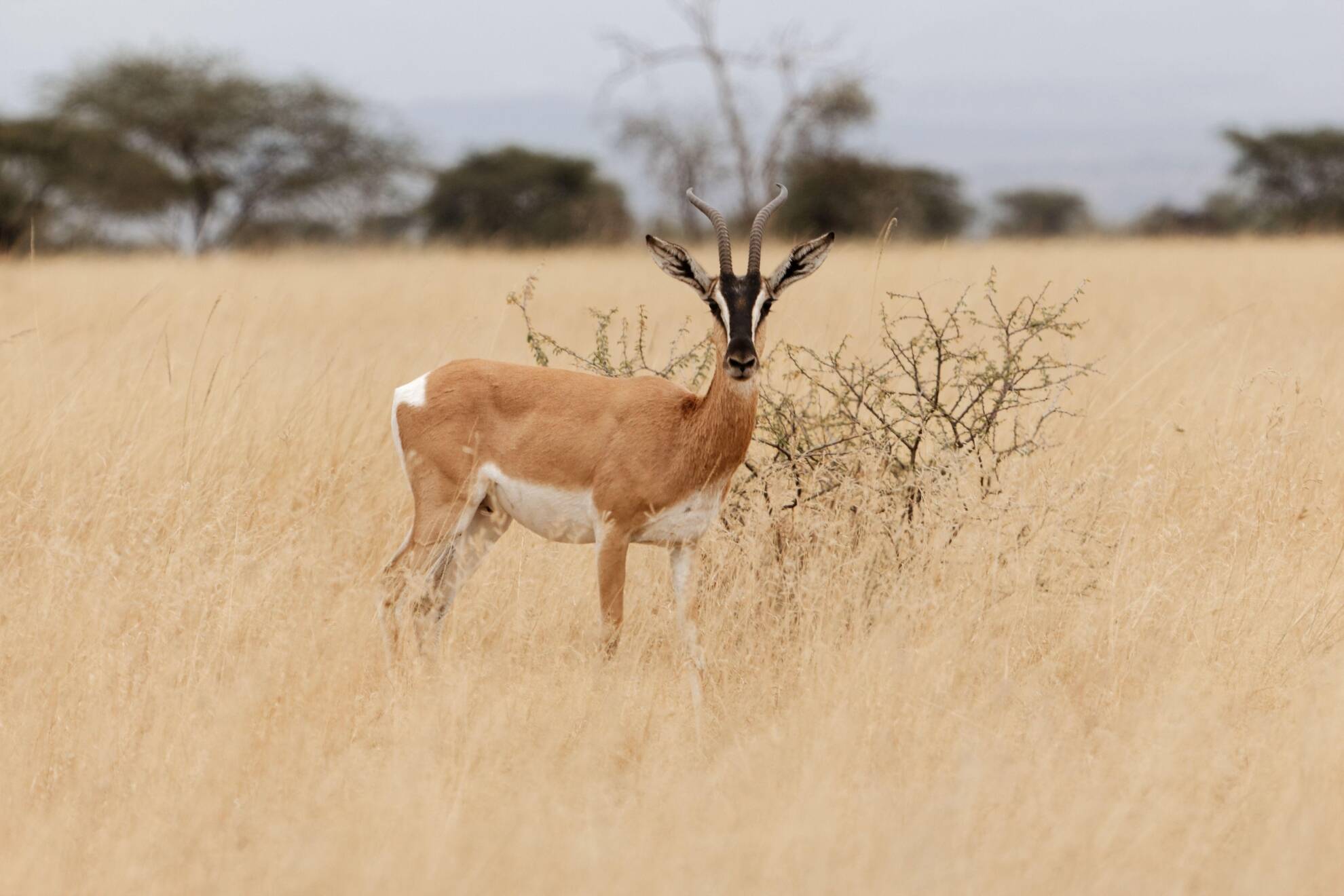 African Plains Game Safaris: Hunting The Soemmerring’s Gazelle