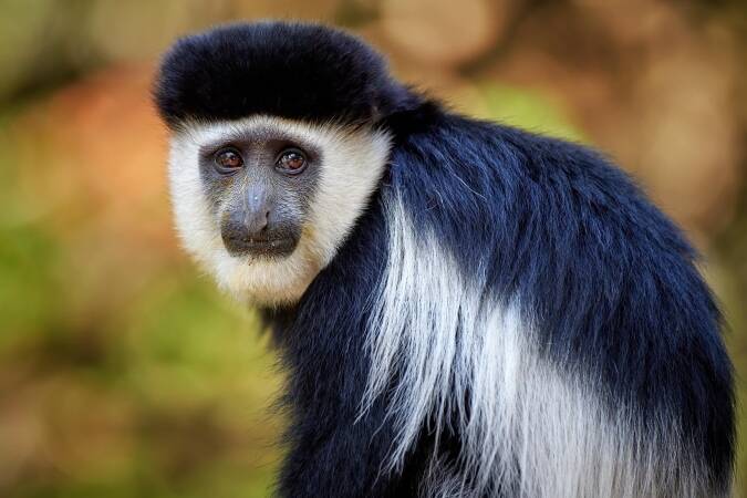 Guereza Colobus African Hunts