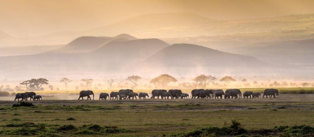 Ethical Safari Hunting In Africa: A Guide For Enthusiasts