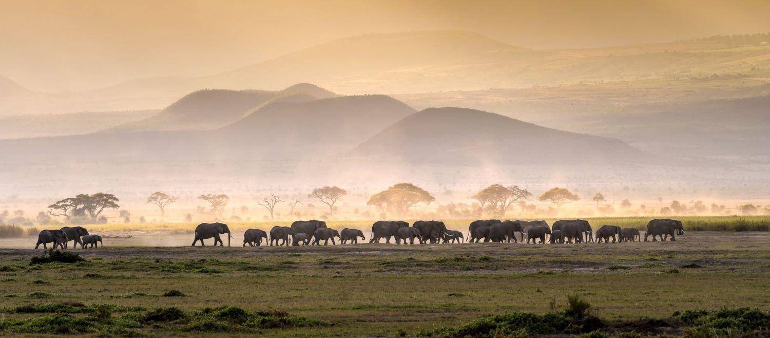Ethical Safari Hunting In Africa: A Guide For Enthusiasts