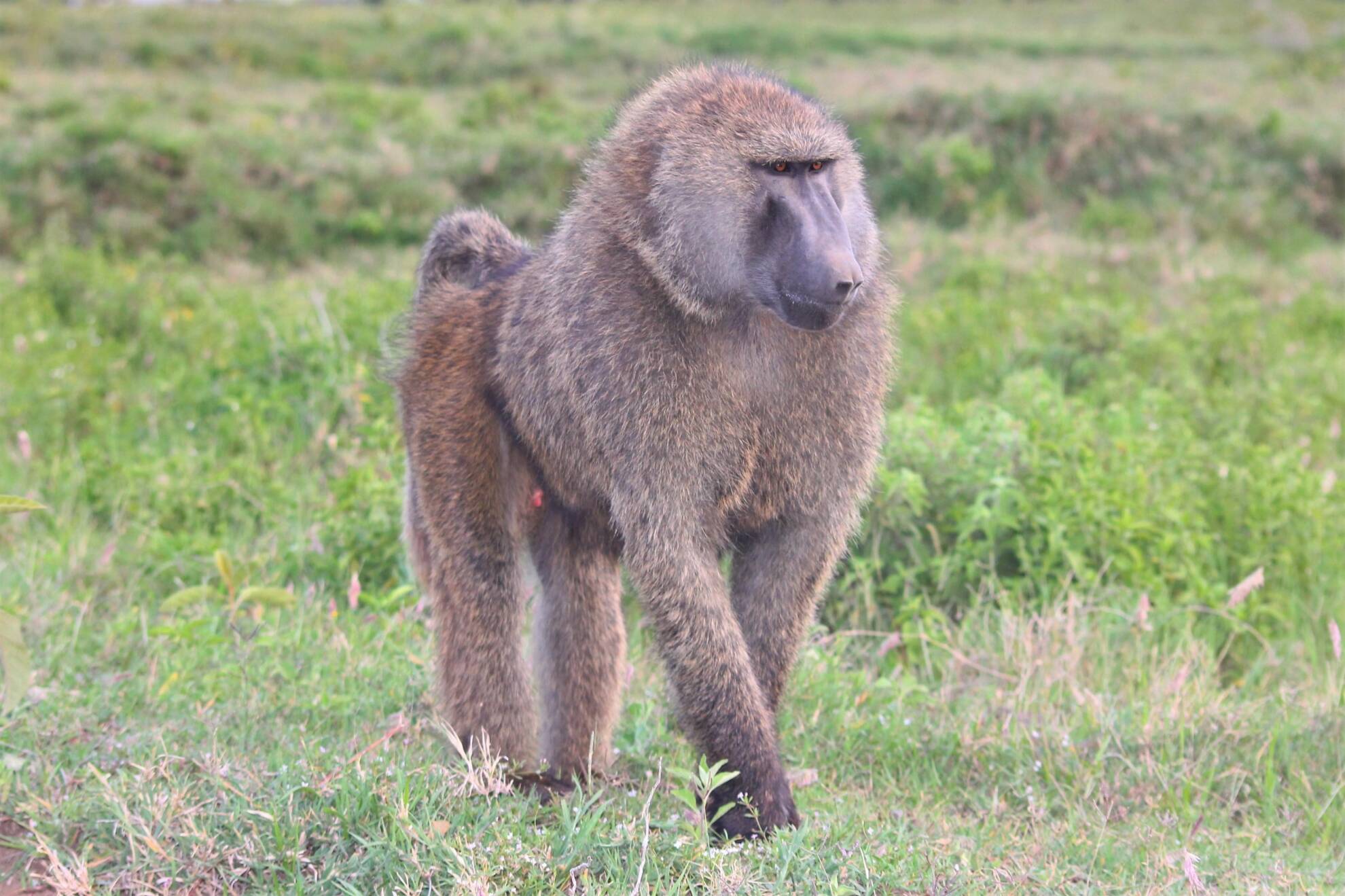 Hunting in Africa: Hunting the Olive Baboon