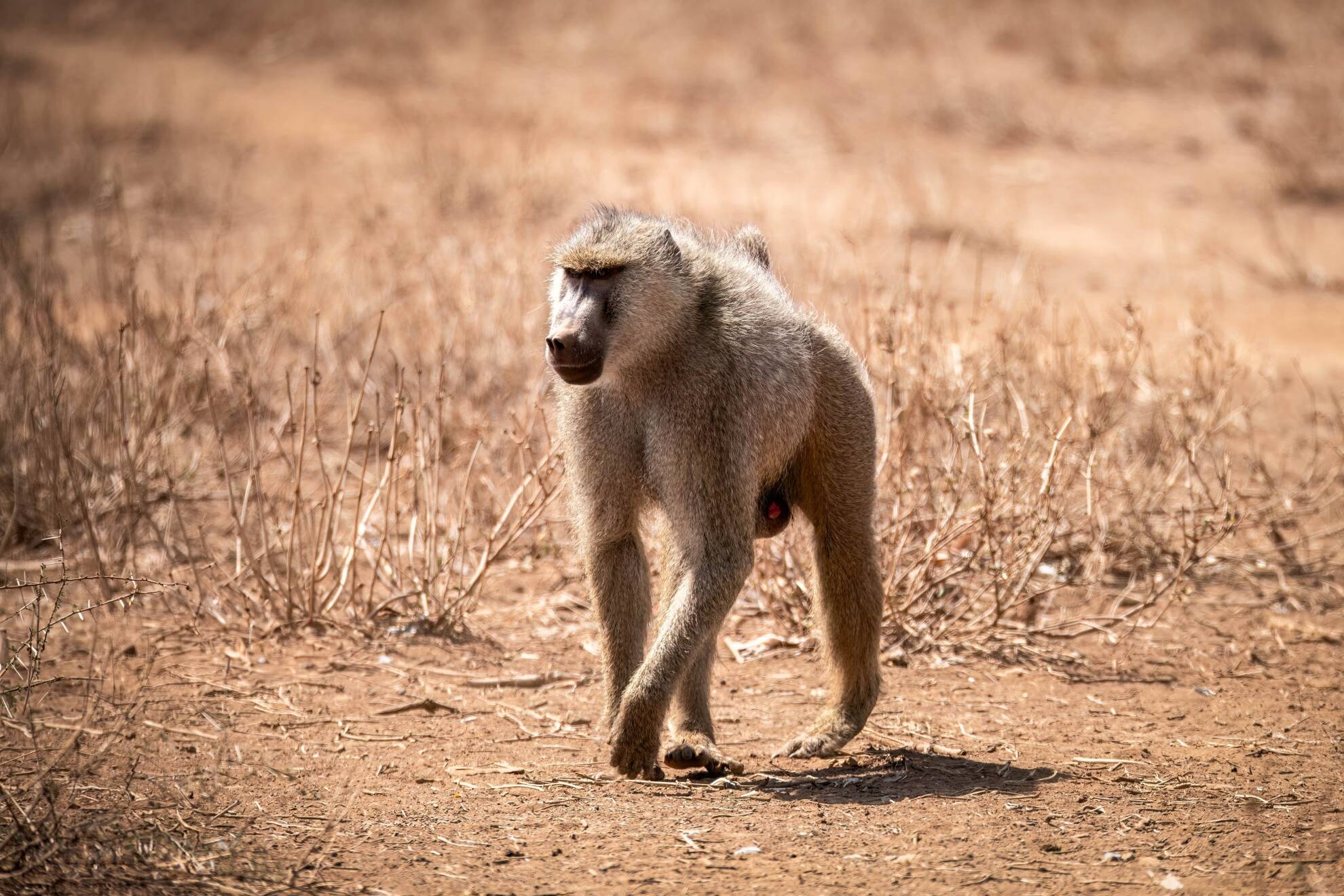 Specialty Game Hunting: Tracking The Yellow Baboon