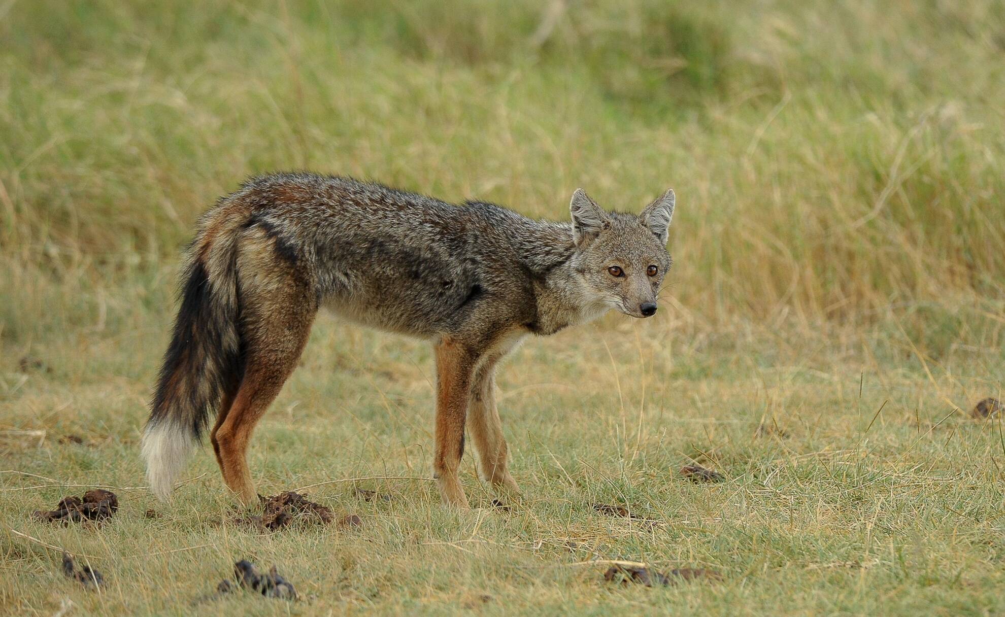 Hunting in Africa: Targeting The Side-Striped Jackal
