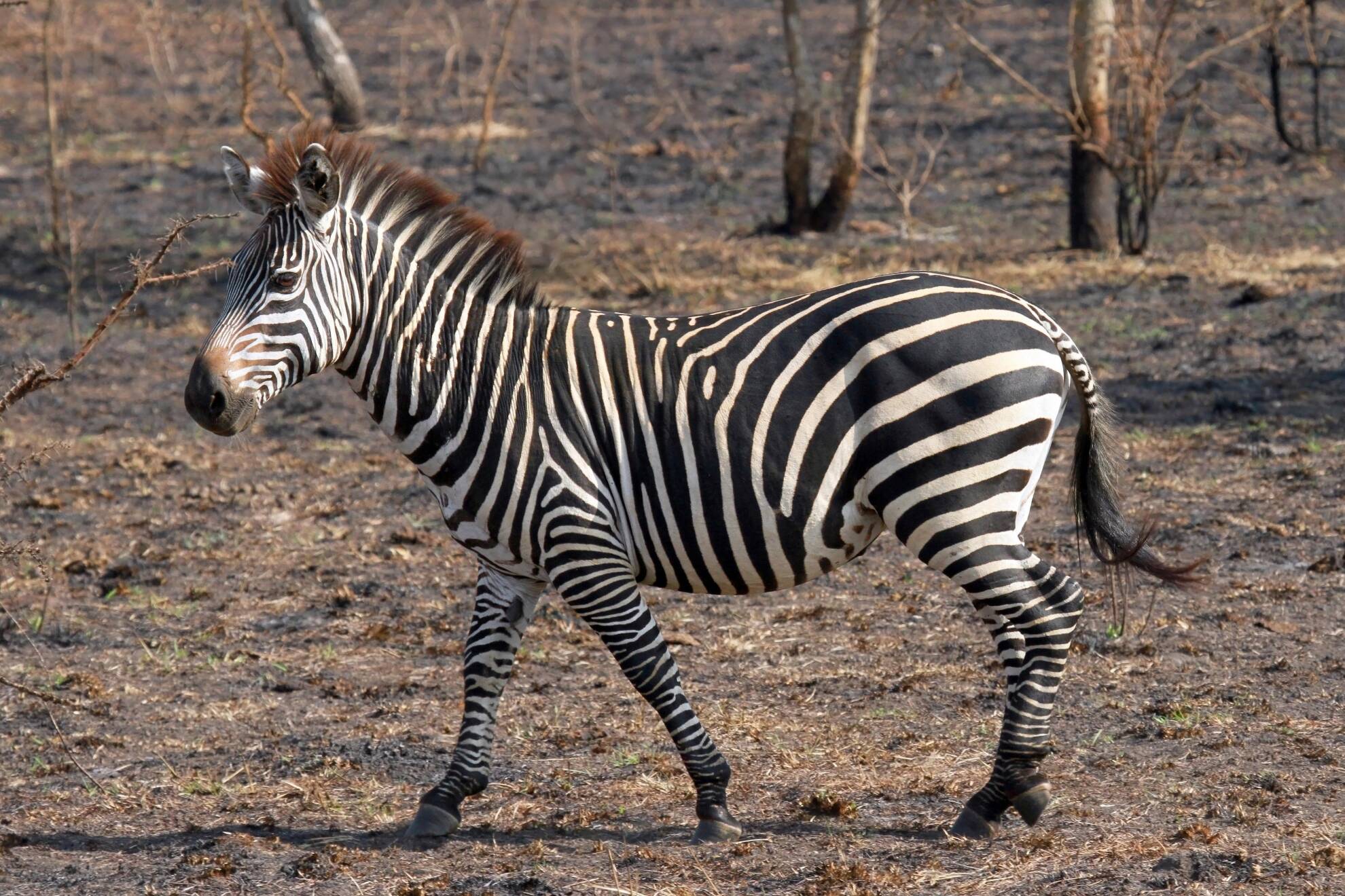 Targeting Grant’s Zebra When Hunting In Africa