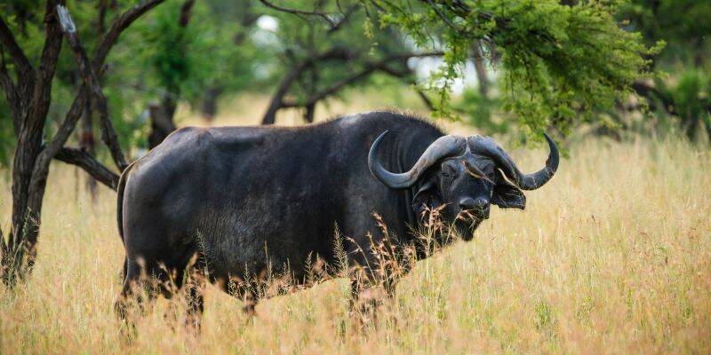 Cape Buffalo Hunts