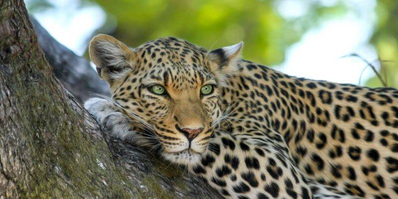 Leopard Hunting: What You Need to Know Before Booking