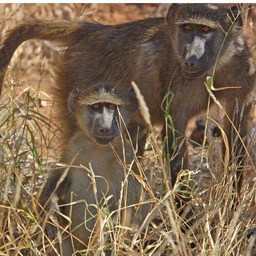 Baboon Hunts image 2.jpg