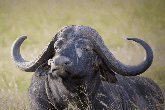 African Buffalo Hunts
