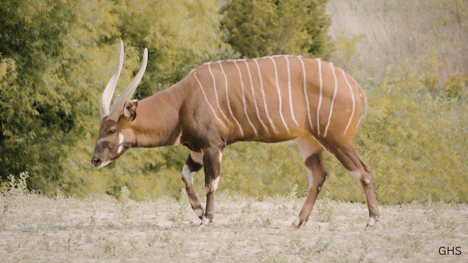 Bongo Hunts in Africa: Prices, Locations & What to Expect