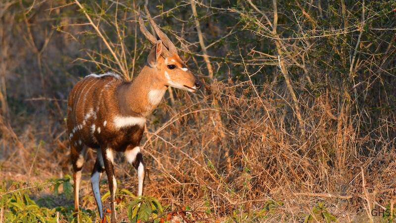 Bushbuck Hunting Safaris in Africa