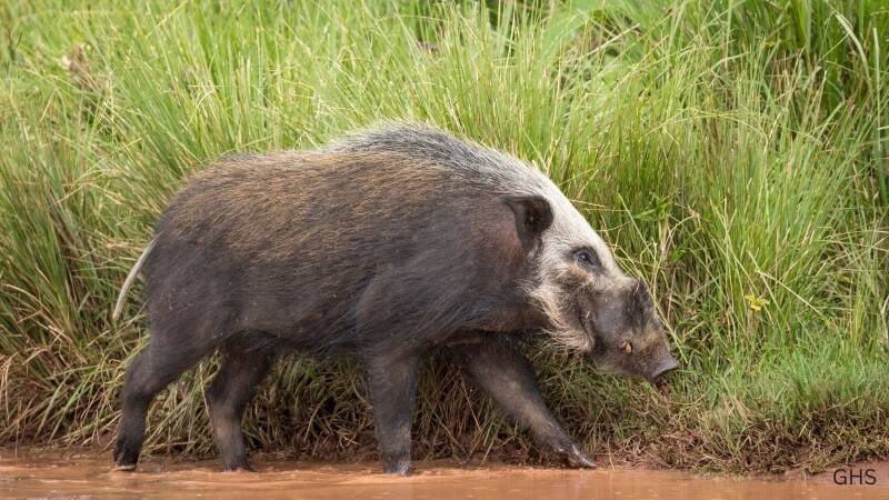 Bushpig Hunts in Africa