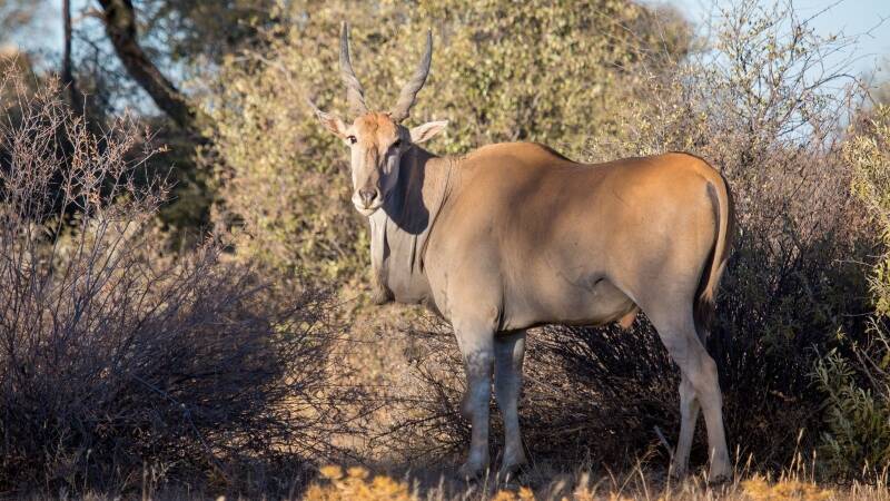 Eland Hunting Safaris in Africa
