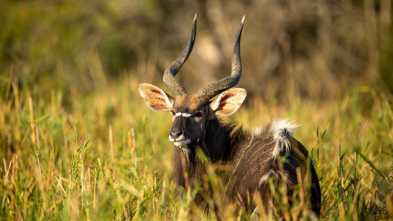 Nyala Hunts in Africa: Prices, Locations & What to Expect