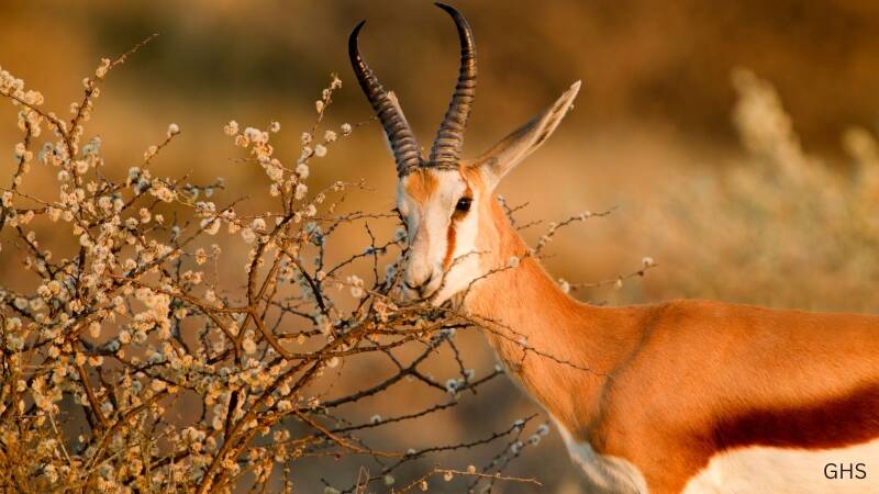 Springbok Hunts in Africa: Prices, Locations & What to Expect