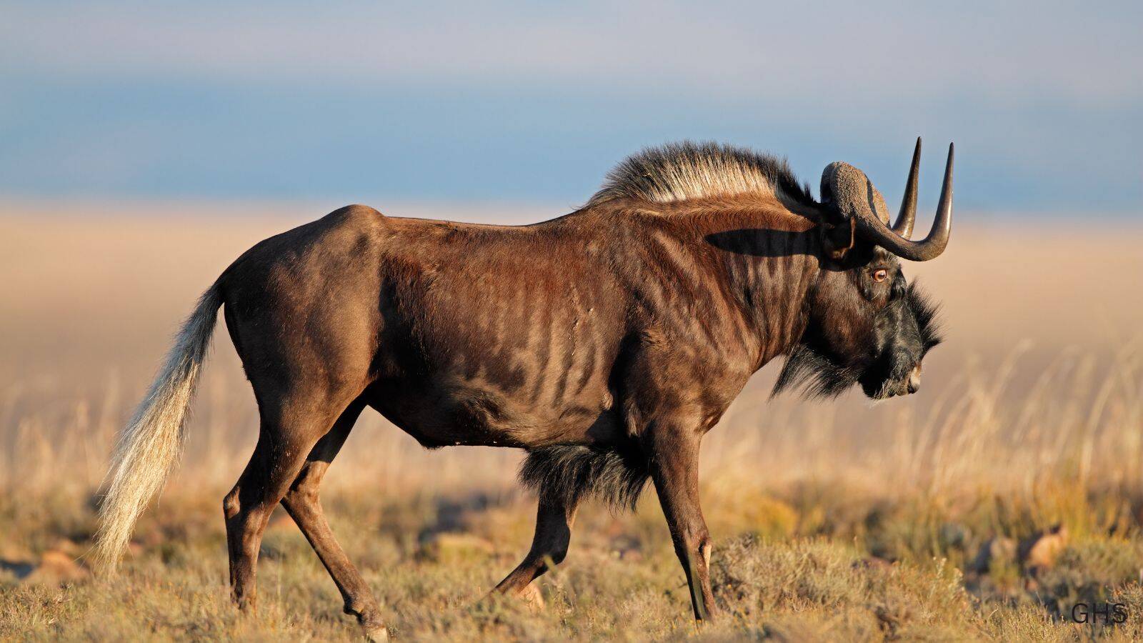Wildebeest Hunts in Africa: Costs, Areas & What to Expect