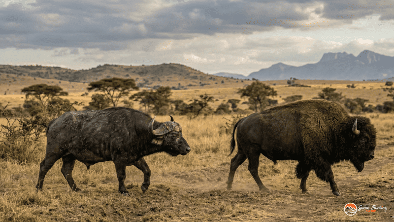 Cape Buffalo vs. American Bison: A Critical Distinction