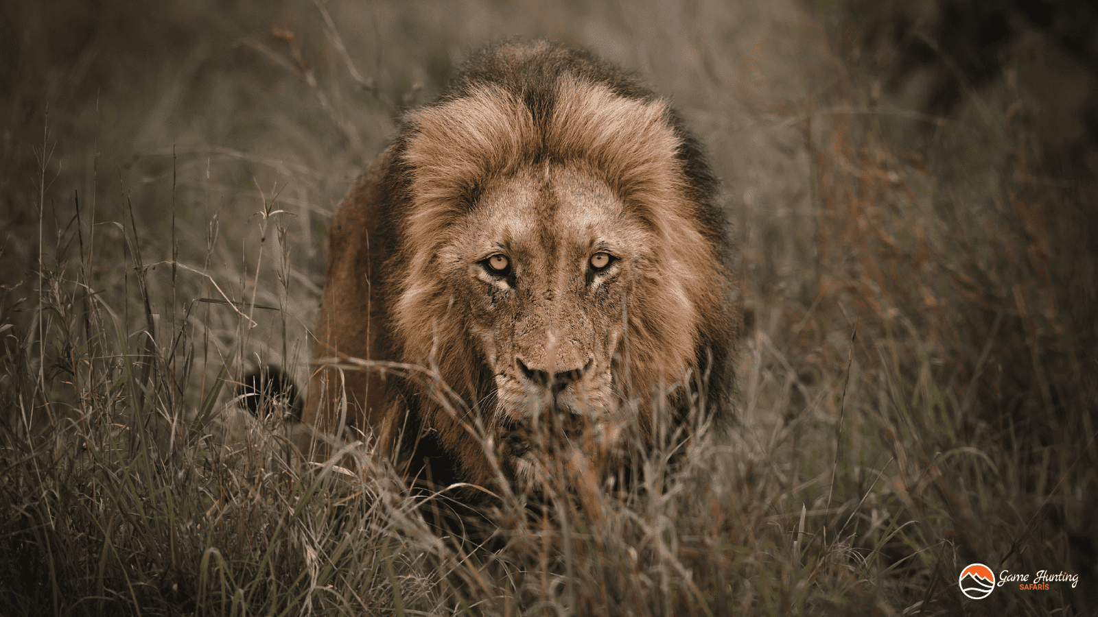 Lion Hunting: What It Means, Where It’s Legal, and How to Decide