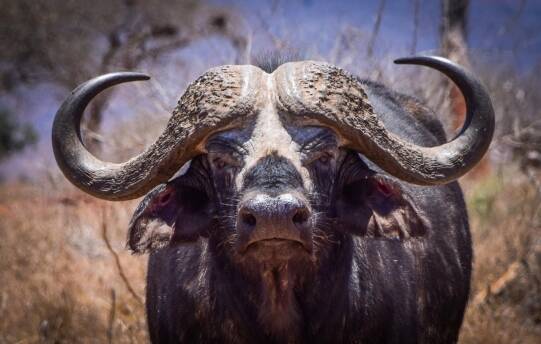 Before Your First Cape Buffalo Hunt: What Serious Hunters Need to Think Through