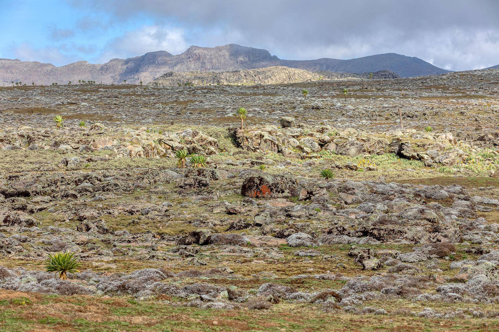 Hunting Lesser Kudu in Ethiopia