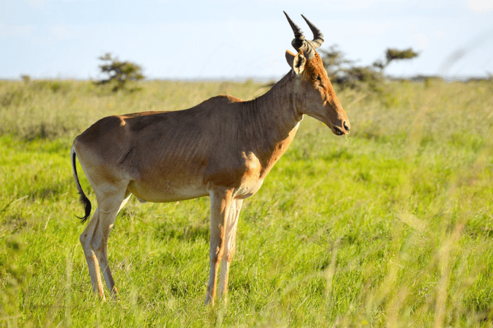 Hunting The Jackson's Hartebeest In Africa