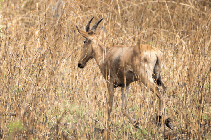 Targeting The Western Hartebeest