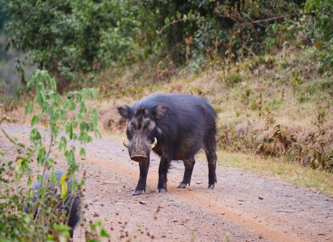 Giant Forest Hog Hunting in Cameroon: A Hunt Most Hunters Underestimate