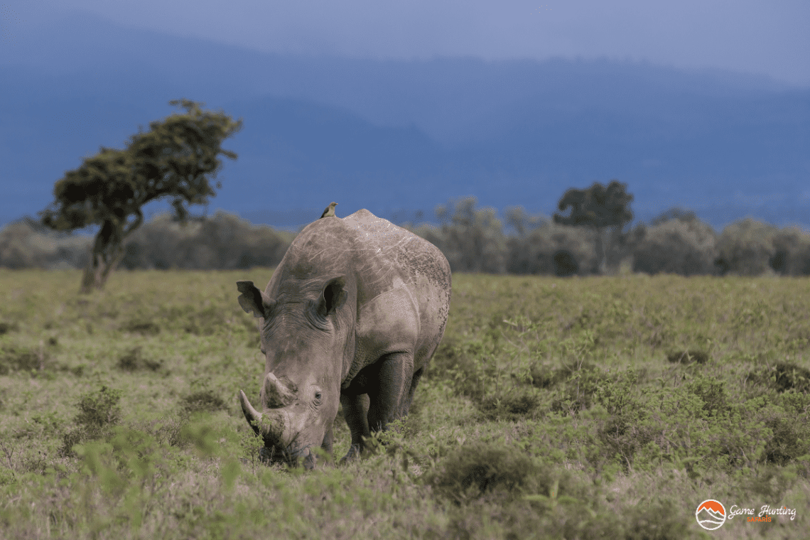 Rhino Hunting in South Africa_White Rhino grazing
