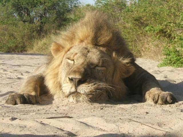 Lion.jpeg