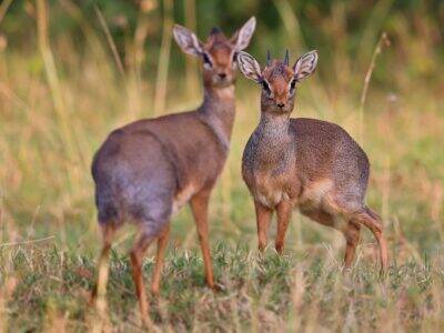 Hunting Small Antelope, Damara Dik Dik