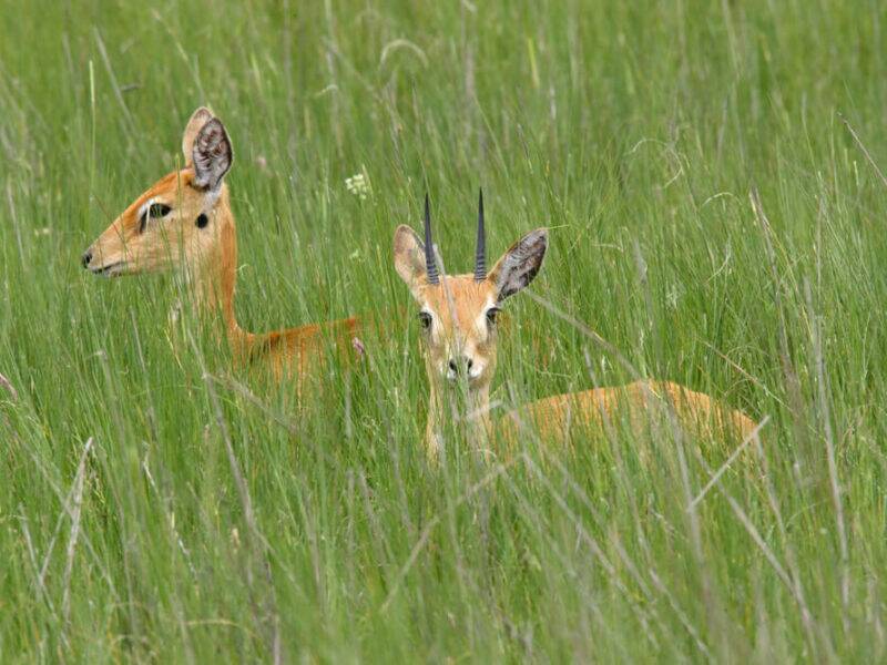 Hunting Oribi Antelope in Africa