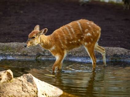 Hunting Sitatunga Antelope in Africa