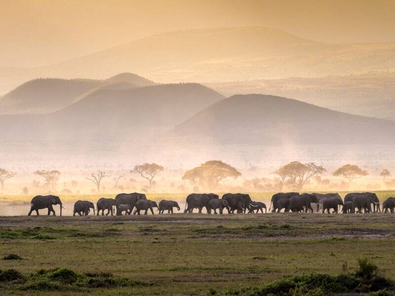 Hunting in Tanzania - Serengeti Elephant Herd