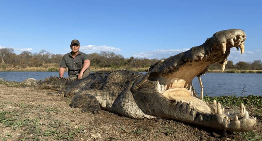 14,9ft Nile Crocodile bagged when big game hunting in Mozambique