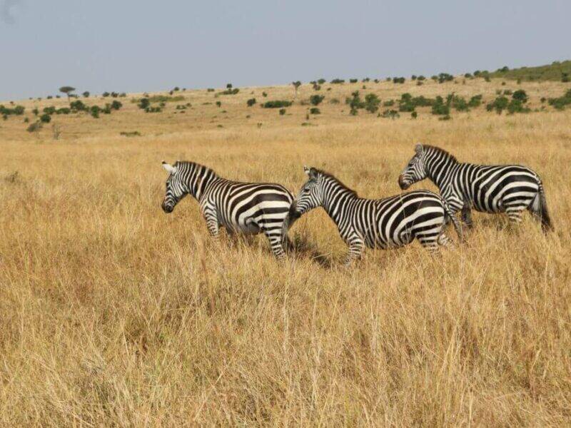 Available plains game hunting in Zimbabwe includes eland, zebra, impala, roan, waterbuck, sable, and bushbuck.